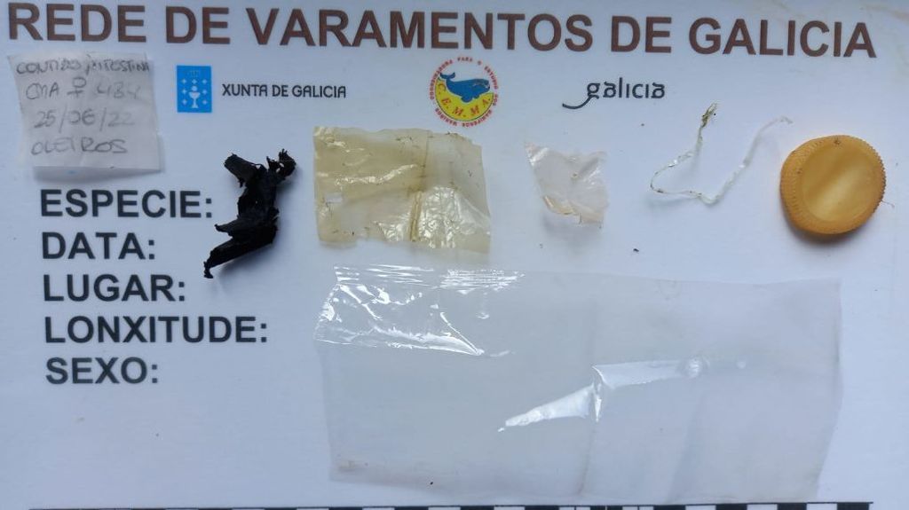 Plásticos que el tiburón tenía en el estómago.