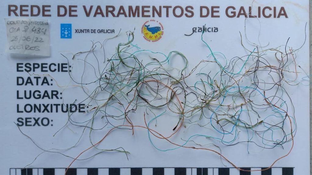 Restos de redes de pesca que el tiburón tenía en el estómago.