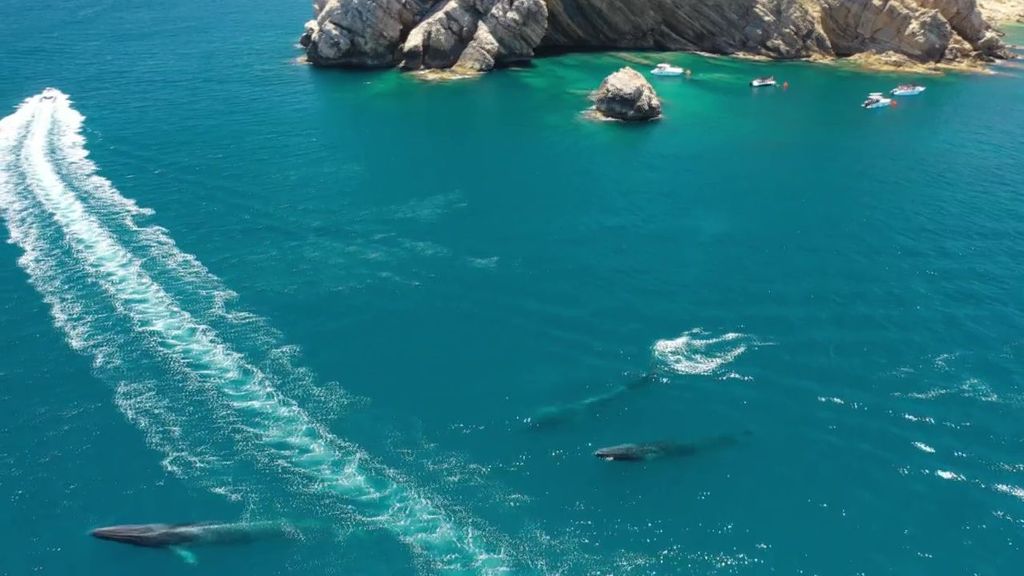 Una lancha pasa entre una ballena y sus crías frente a las costas de Alicante