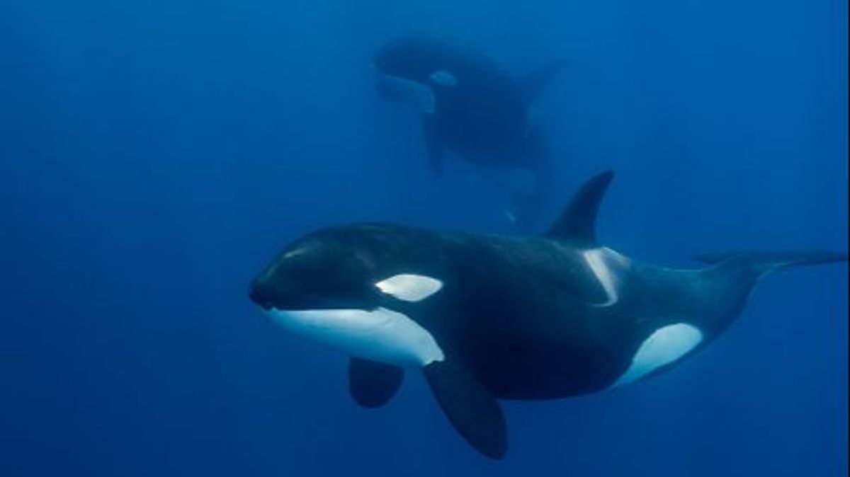 La población de tiburones blancos ha disminuido considerablemente en aguas de Sudáfrica por la presión de las orcas