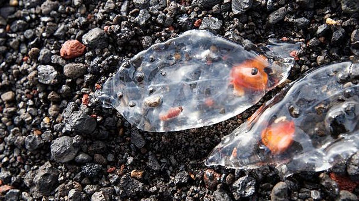 Las salpas, organismos que se parecen a las medusas, llegan a las costas del mar Mediterráneo