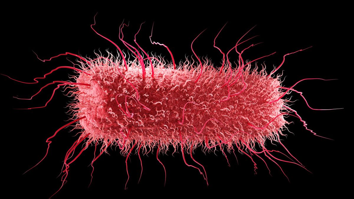Recreación de una bacteria de salmonela Recreación de una bacteria de salmonela