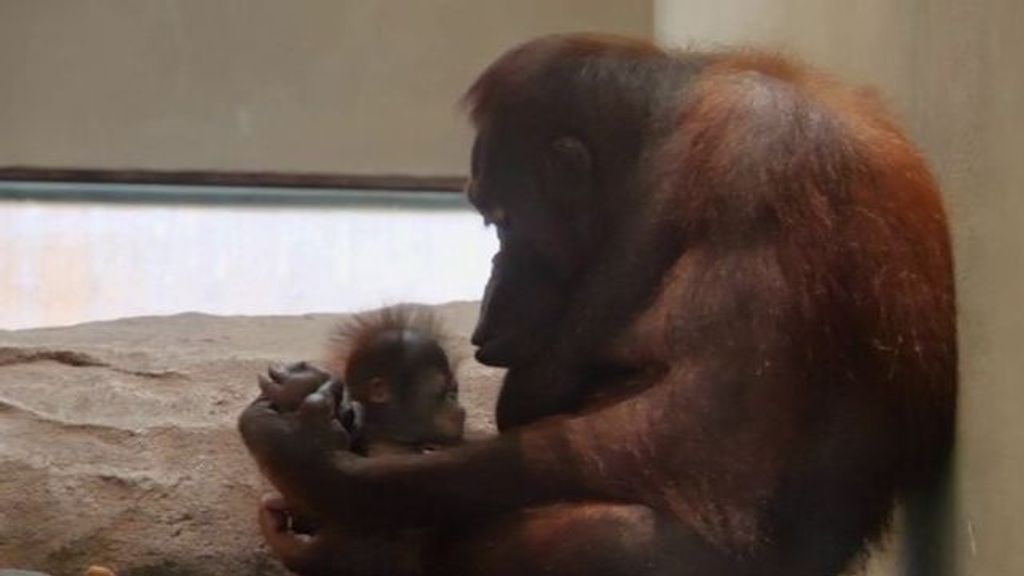 Muestran junto a su madre a la nueva cría de orangután de Borneo nacida en mayo en el zoo de Barcelona