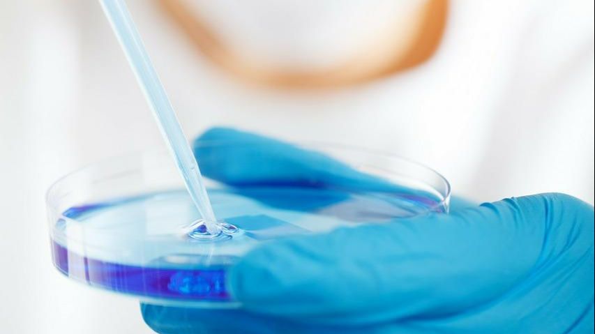 Un estudio apunta que las células madre derivadas de la orina humana tienen un gran potencial regenerativo