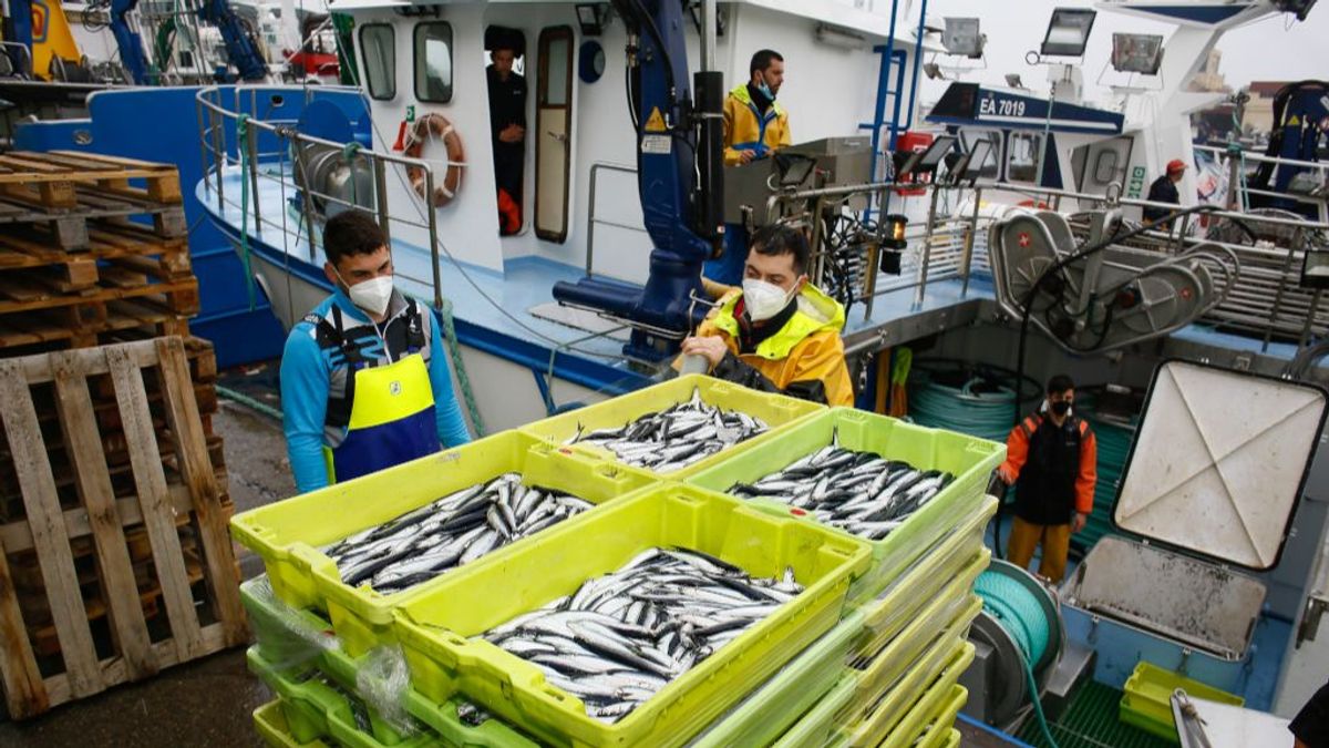 Burela. Descarga masiva de bocarte (anchoa) en el Puerto de Burela. Un gran cardumen de bocarte aparecio a finales de la semana pasada en la Mariña de Lugo, llegando a su culmen en la jornada de este pasado lunes, cuando cientos de pesqueros de toda la cornisa cantabrica se juntaron en el Puerto de Burela para descargar, provocando el colapso del Puerto y el desplazamiento a Viveiro para poder descargar las numerosas capturas. Burela. Descarga masiva de bocarte (anchoa) en el Puerto de Burela. Un gran cardumen de bocarte aparecio a finales de la semana pasada en la Mariña de Lugo, llegando a su culmen en la jornada de este pasado lunes, cuando cientos de pesqueros de toda la cornisa cantabrica se juntaron en el Puerto de Burela para descargar, provocando el colapso del Puerto y el desplazamiento a Viveiro para poder descargar las numerosas capturas.