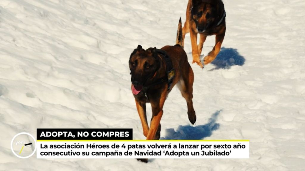 La fundación 'Héroes jubilados', una nueva vida para los perros trabajadores