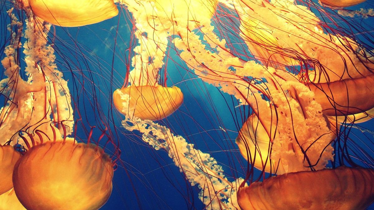 Medusas