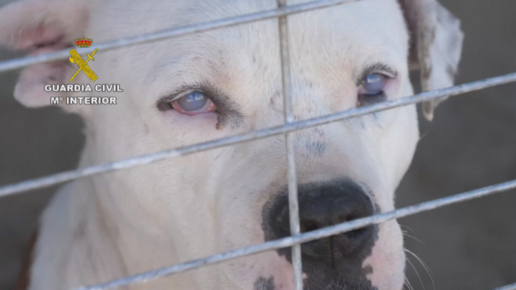 Rescatan 58 perros desnutridos, mutilados e infectados por parásitos de una rehala en Huelva