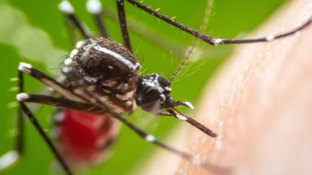 Ejemplar de Aedes aegypti