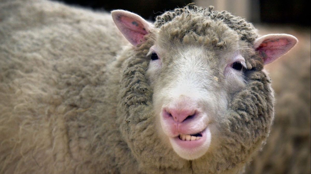 La oveja Dolly cumple 26 años: cómo ha avanzado la clonación desde su nacimiento