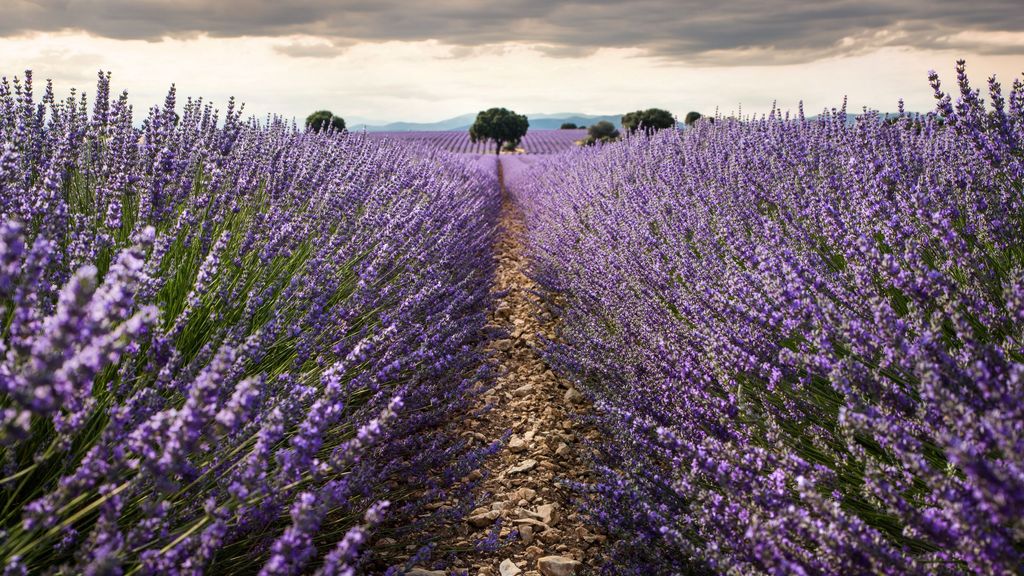 Los jardines de lavanda de Brihuega, en Guadalajara