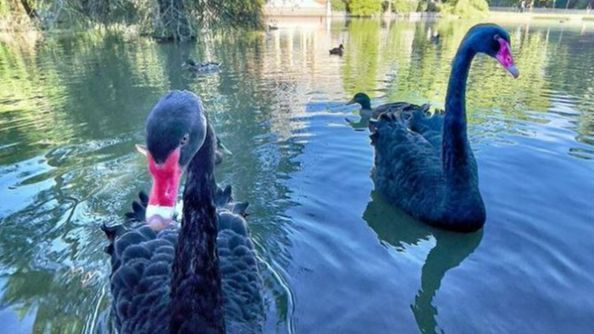 Luna y Lorenzo, los cisnes negros del Retiro de Madrid