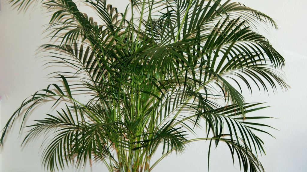 Palmera areca.