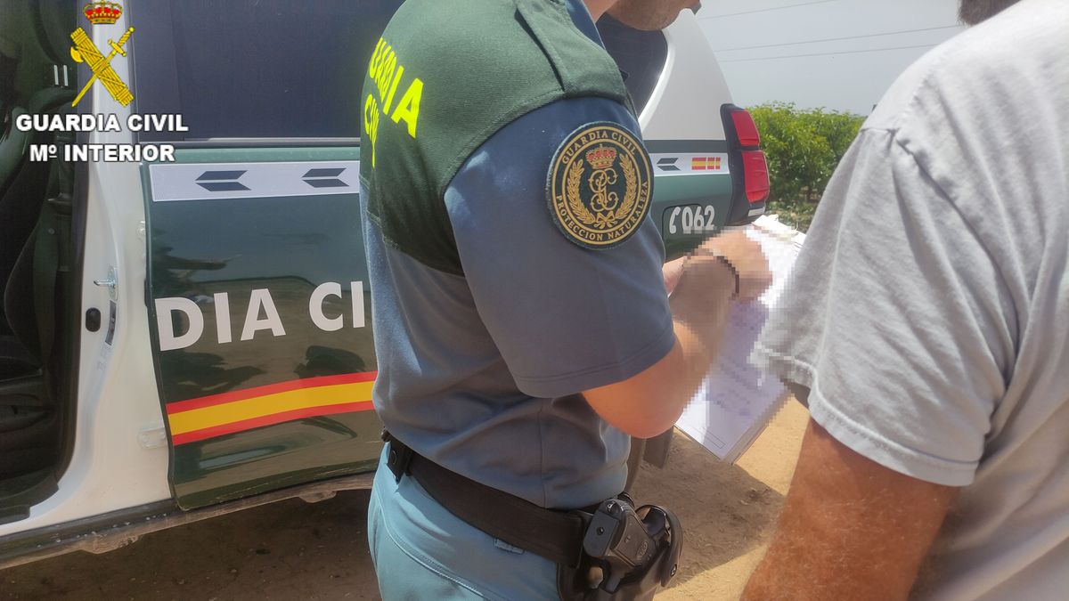 Perros maltratados Perros maltratados