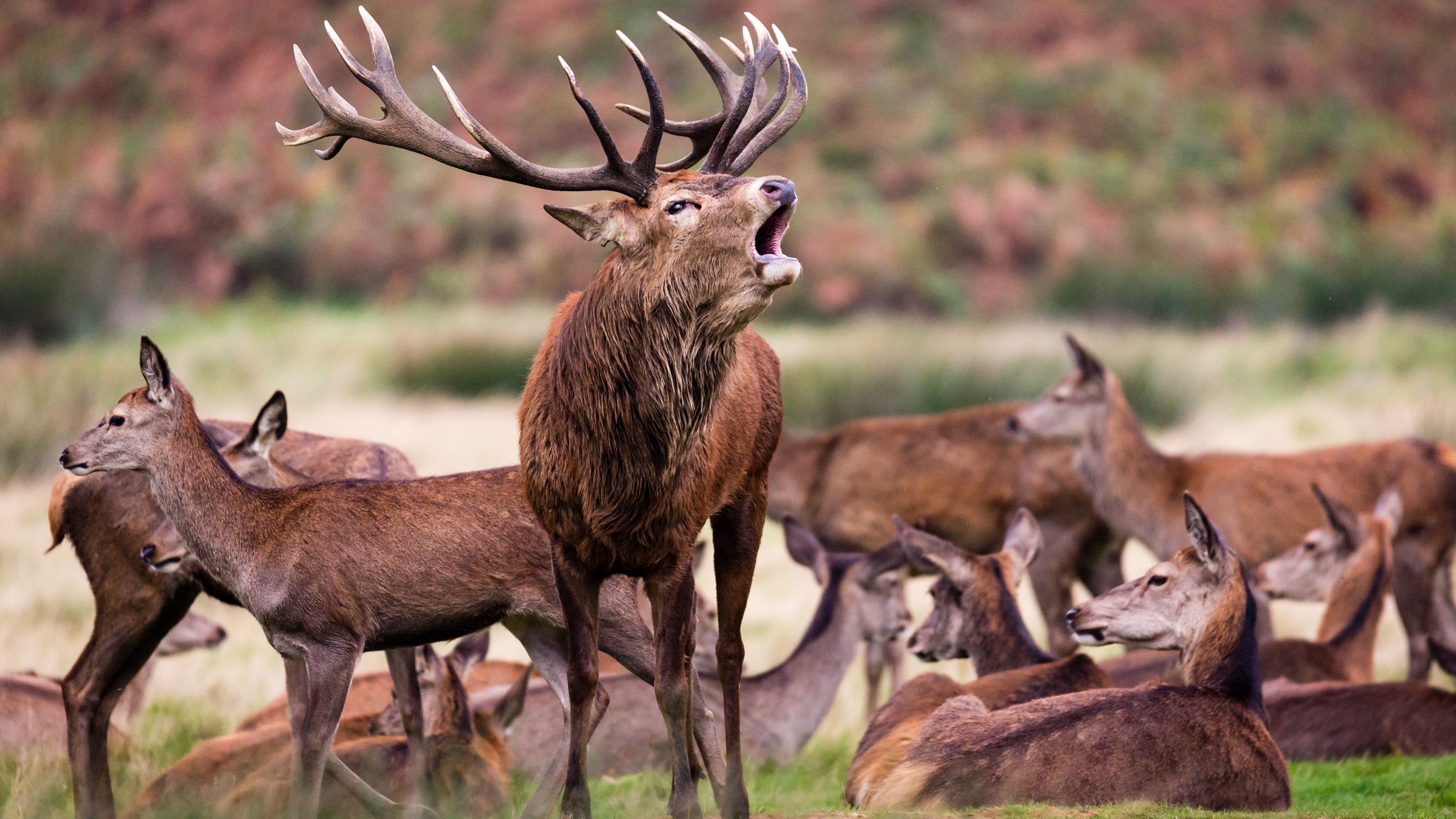 Cuándo y cómo ver la Superluna del Ciervo en julio 20224