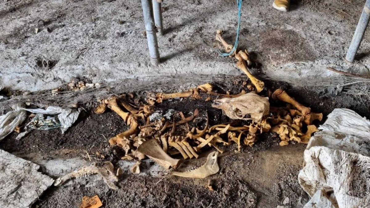 Hallan restos óseos en una explotación ganadera abandonada de Lugo