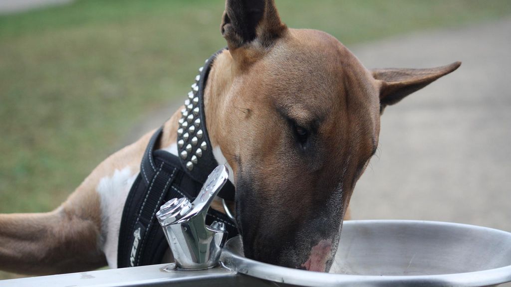 perro golpe calor