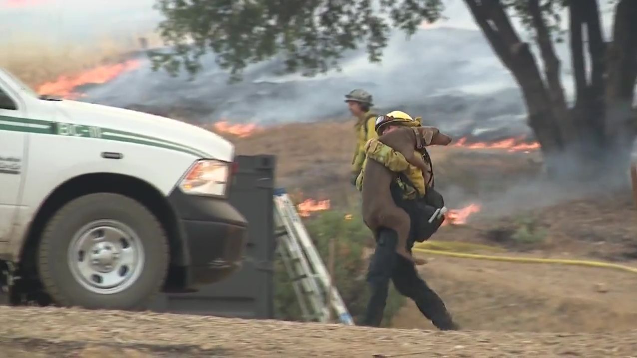 Brigadistas antiincendios en California rescatan de las llamas a dos perros aterrorizados