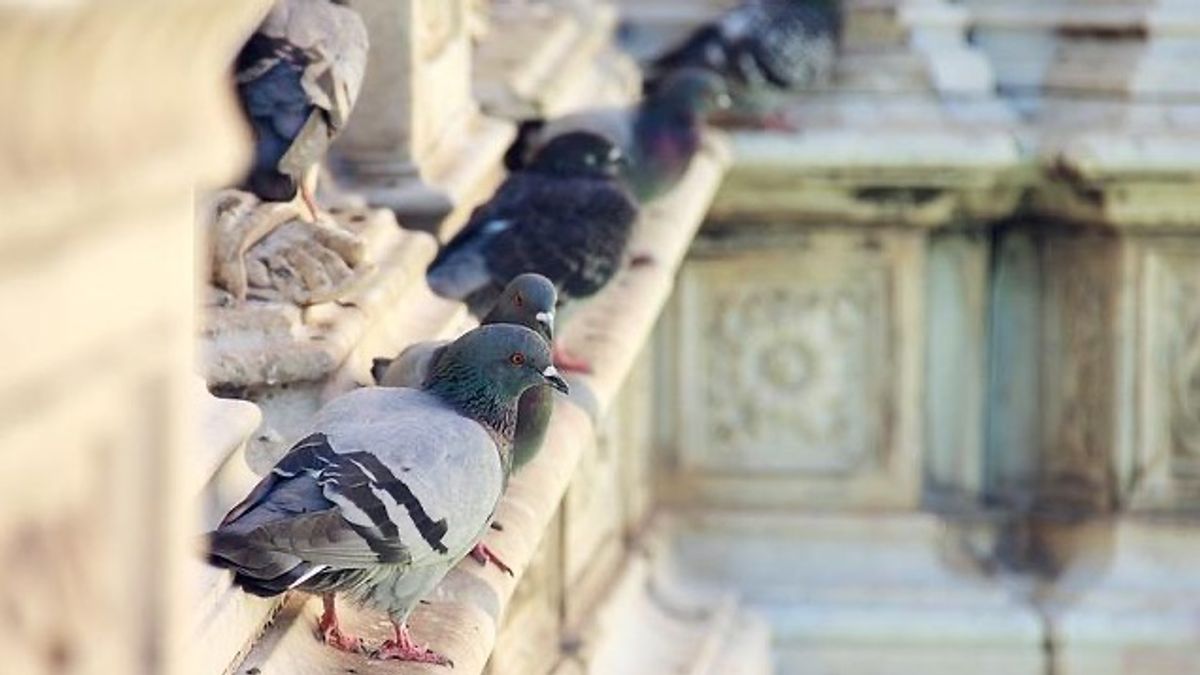 Cómo evitar que las palomas se posen en tu balcón