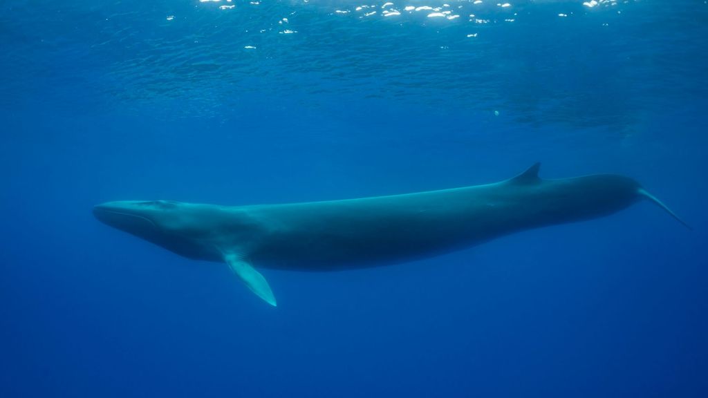 Encuentran a 150 ballenas rorcuales comiendo juntas por primera vez en décadas