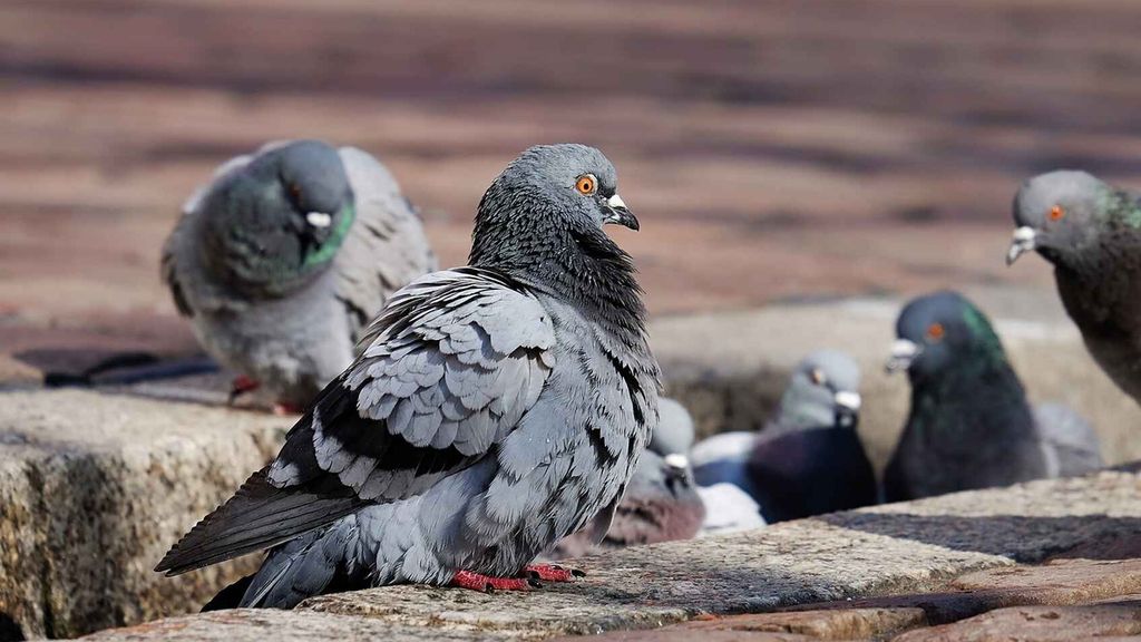 Las palomas podrán ser especialmente molestas.