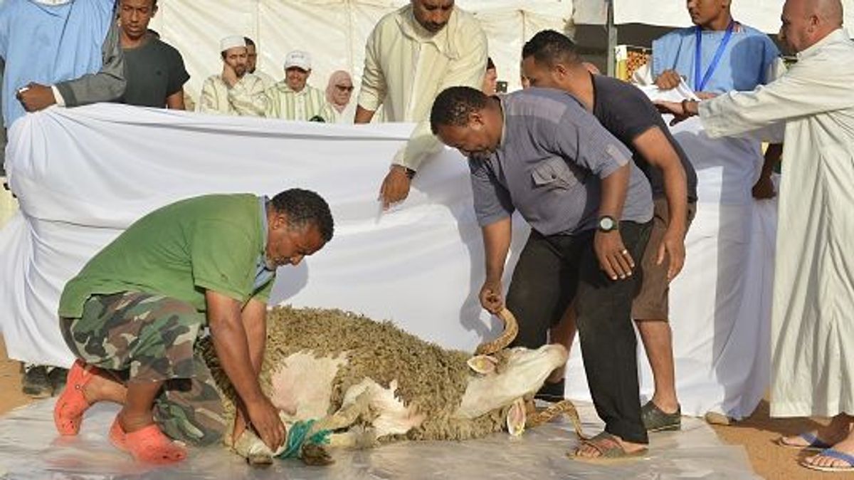 Sacrificio de un cordero en el día de Eid Al Adha, Sale, Marruecos