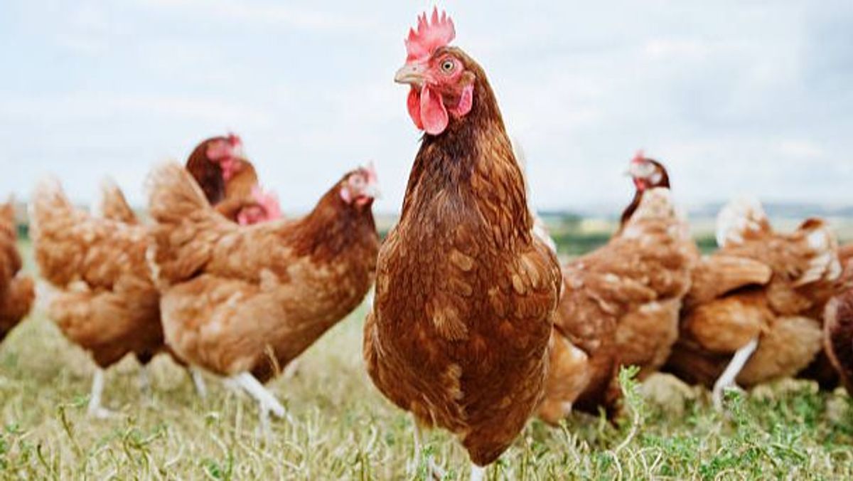 Se hace viral al enseñar a quien se comía los pollos de la granja de su madre