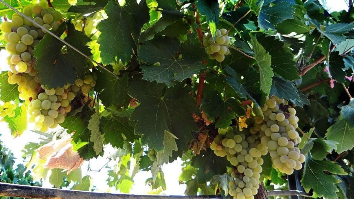 Superficie de viñedos Superficie de viñedos