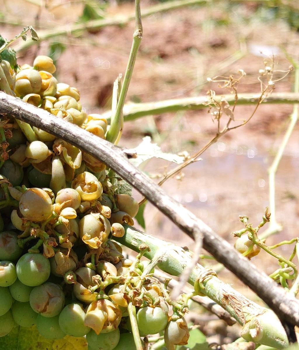 Uvas dañadas por el granizo