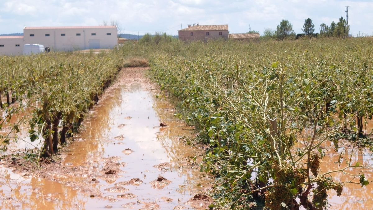 Viñas dañadas Viñas dañadas