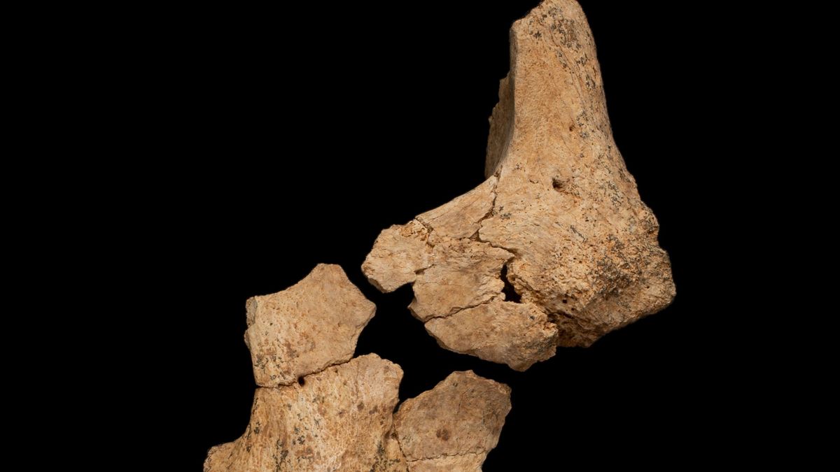 atapuerca atapuerca