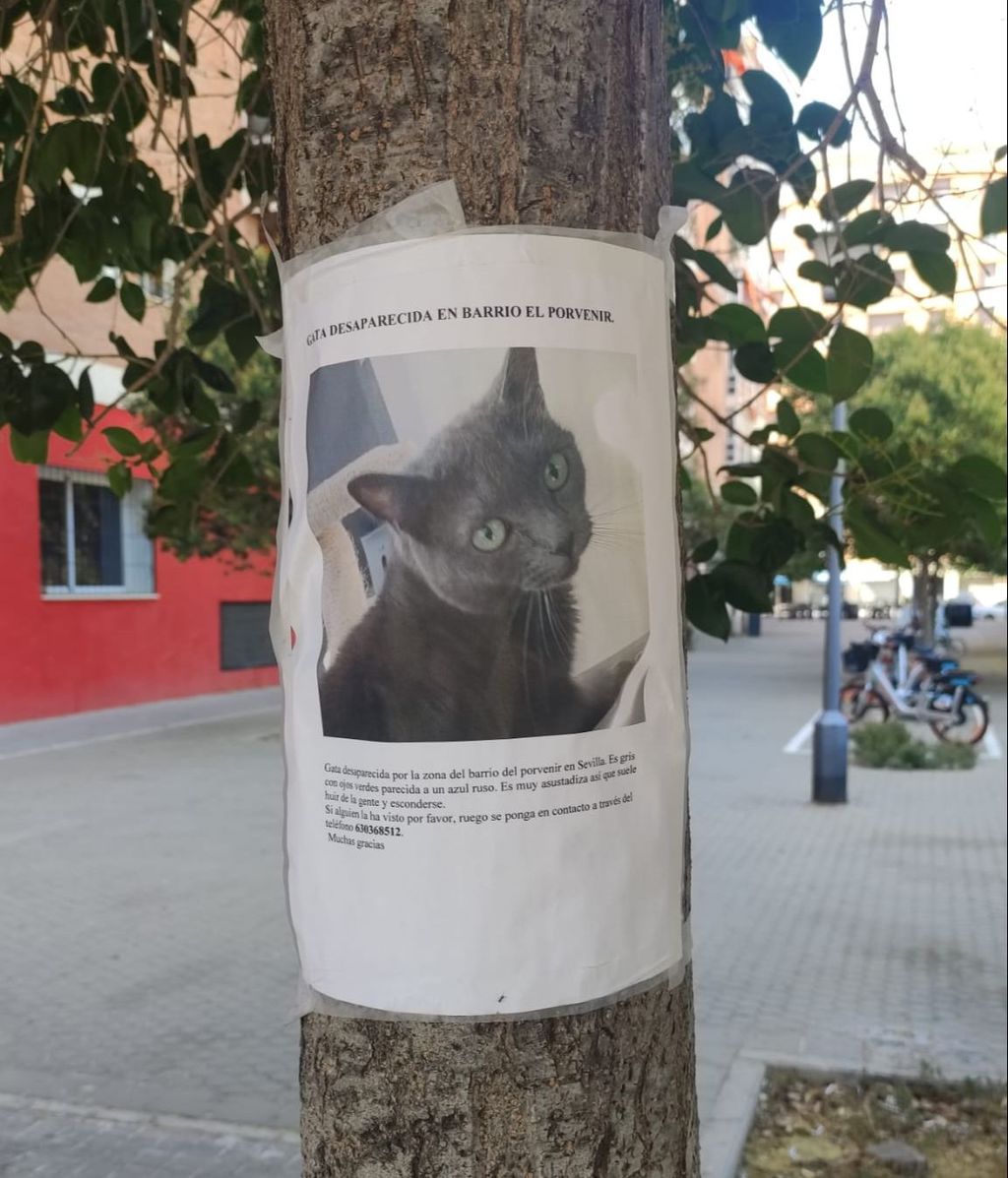 Gato actualmente desaparecido en el barrio