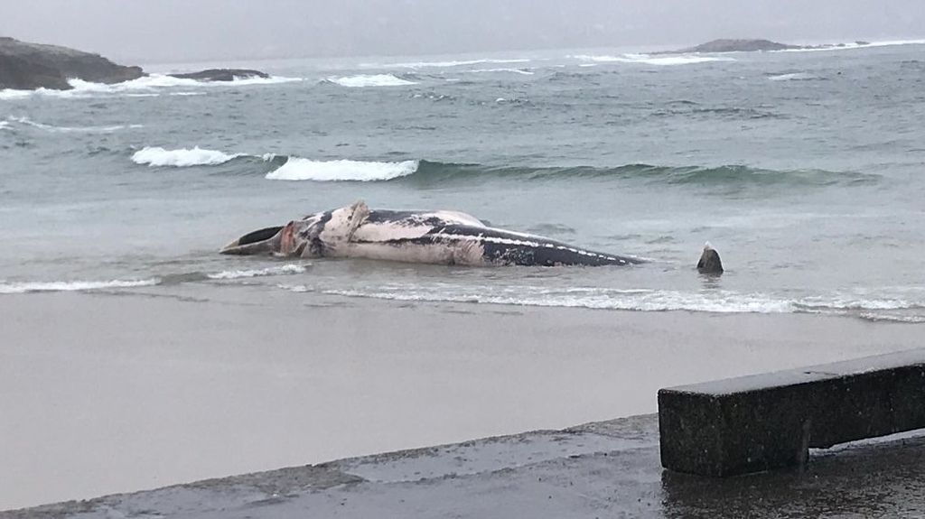 La ballena, varada en la playa de Balarés en enero de 2019.