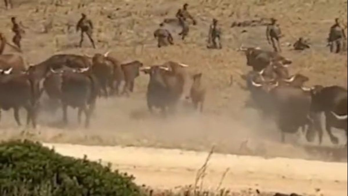 Las vacas retintas de cádiz atacando a los soldados