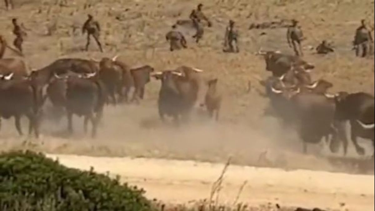 Las vacas retintas de cádiz atacando a los soldados Las vacas retintas de cádiz atacando a los soldados