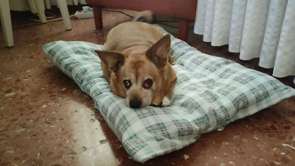 Linda, la perrita de Saluqui recientemente fallecida