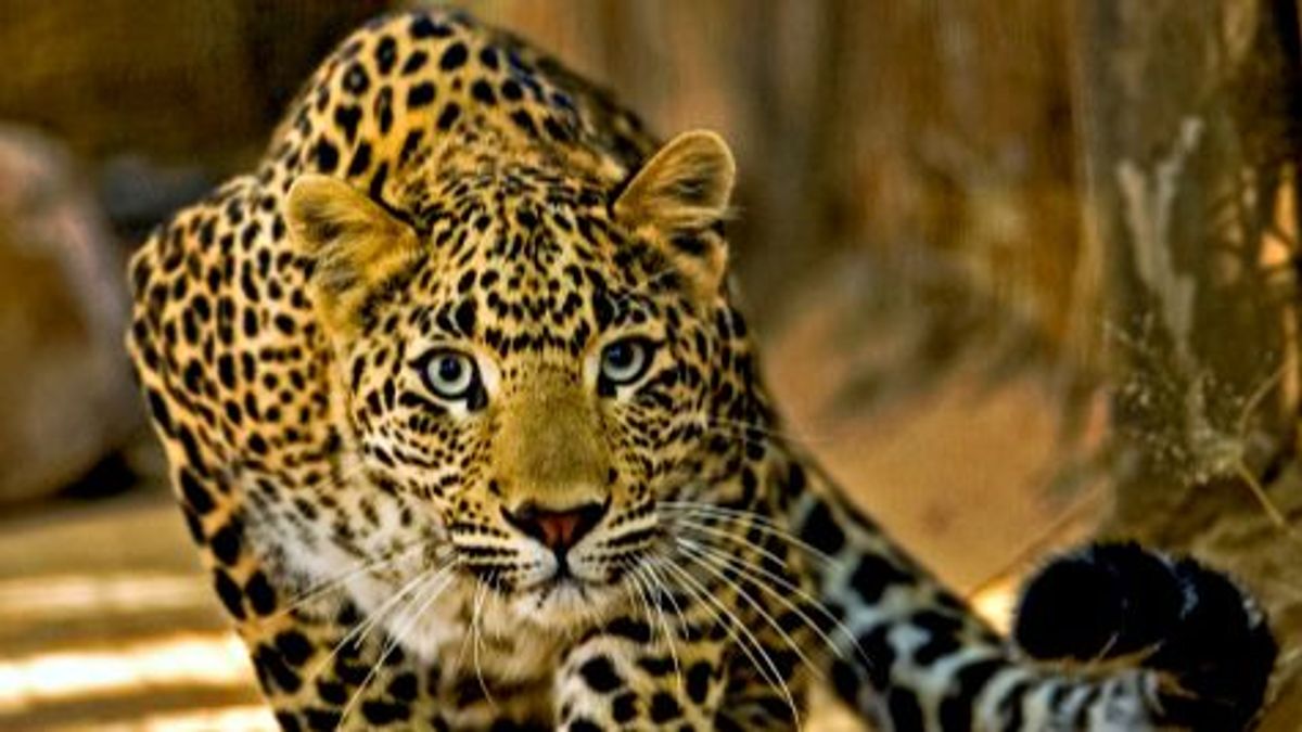 Muere un niño de 4 años tras el ataque de un leopardo: el animal le arrastró durante más de 500 metros