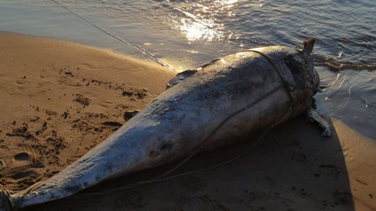 Aparece un delfín muerto en la playa de La Patacona