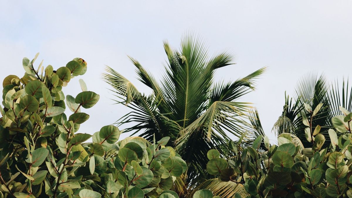 Cómo lograr que tus plantas sobrevivan a una ola de calor