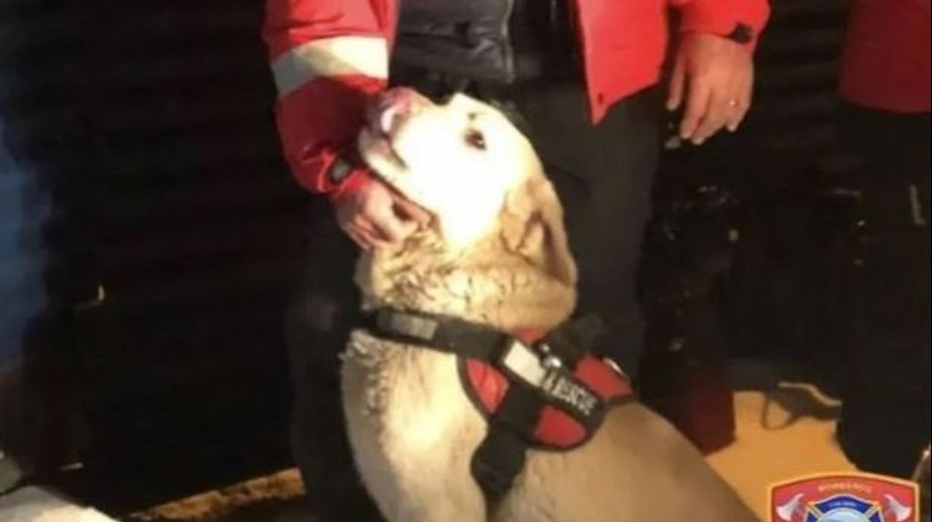 Tango, el perro que ha salvado la un esquiador Ushuaia, Argentina