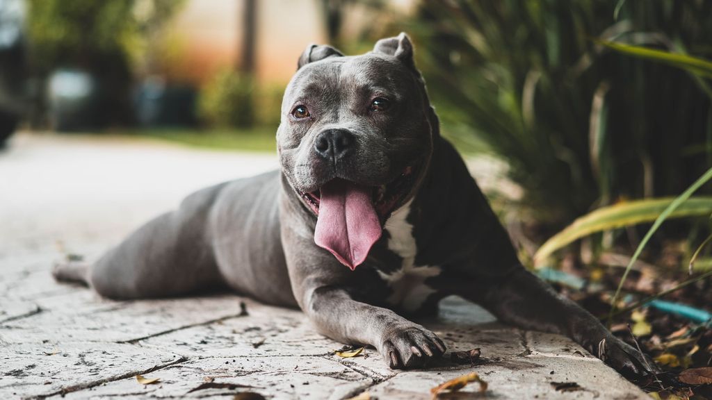 Cuidar a los perros en la ola de calor