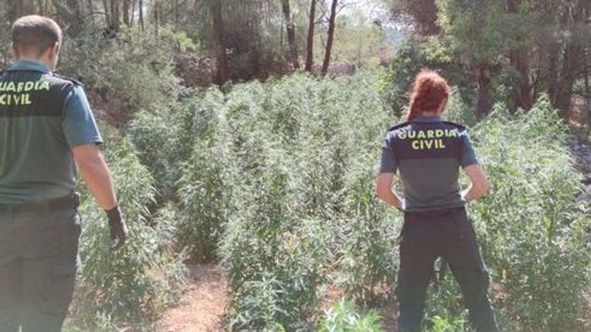 Detenido un hombre de 60 años por poseer un laboratorio de droga en la Vall d'Alba Detenido un hombre de 60 años por poseer un laboratorio de droga en la Vall d'Alba