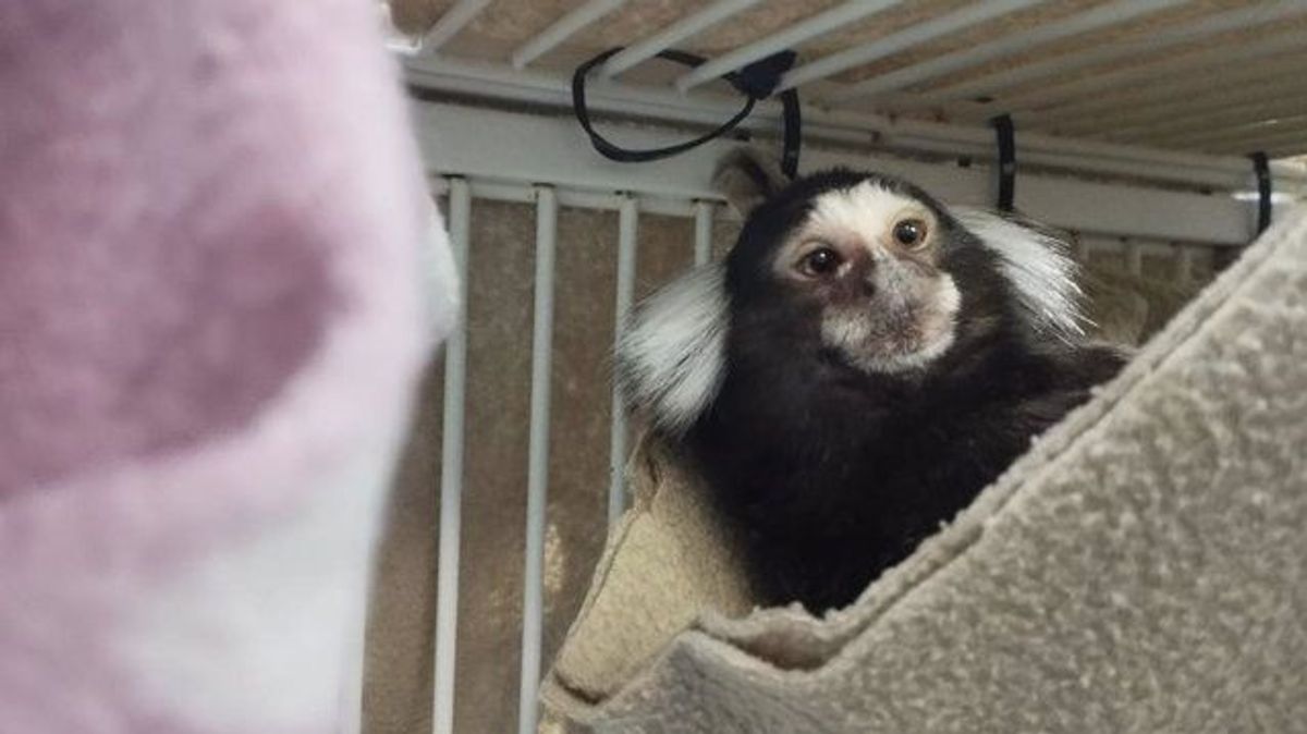 Encuentran un mono tití abandonado en Alzira Encuentran un mono tití abandonado en Alzira