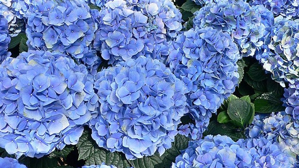 Hortensia