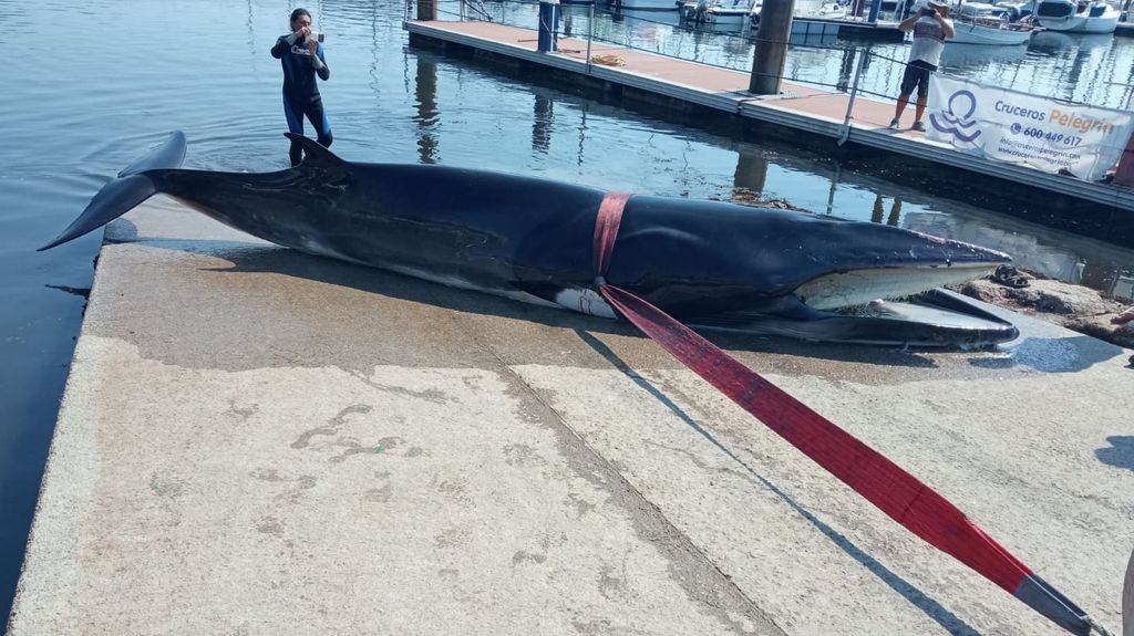Imagen de la ballena, siendo retirada del mar.