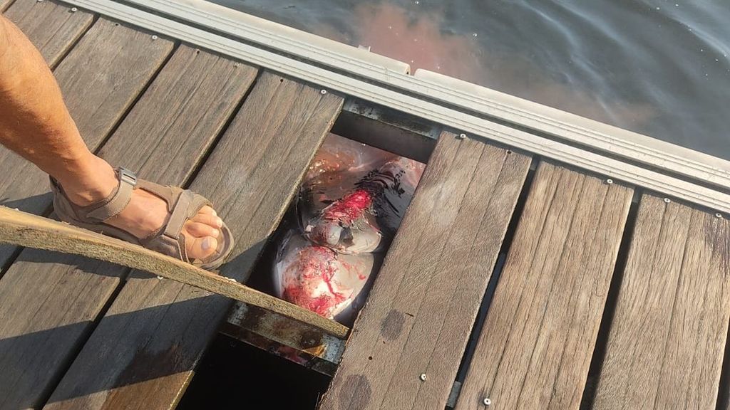 La ballena, atrapada en uno de los pantalanes.