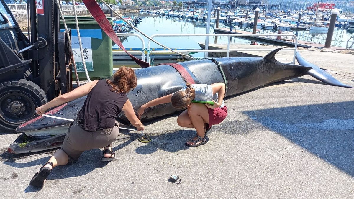 La ballena, en el muelle del puerto de Combarro, en Poio (Pontevedra). La ballena, en el muelle del puerto de Combarro, en Poio (Pontevedra).