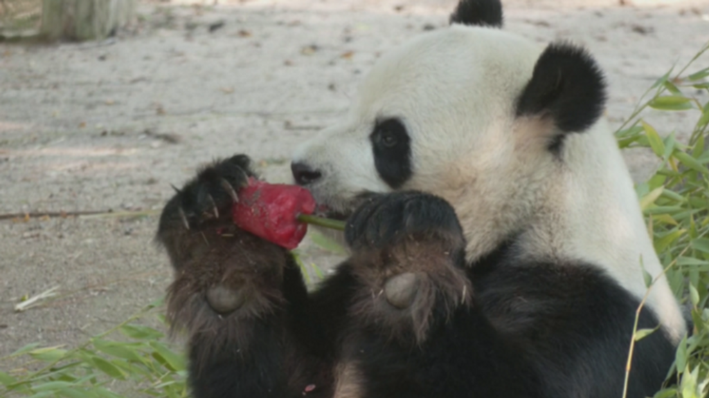Los animales del zoo de Madrid combaten la ola de calor con polos de pescado, fruta helada y manguerazo