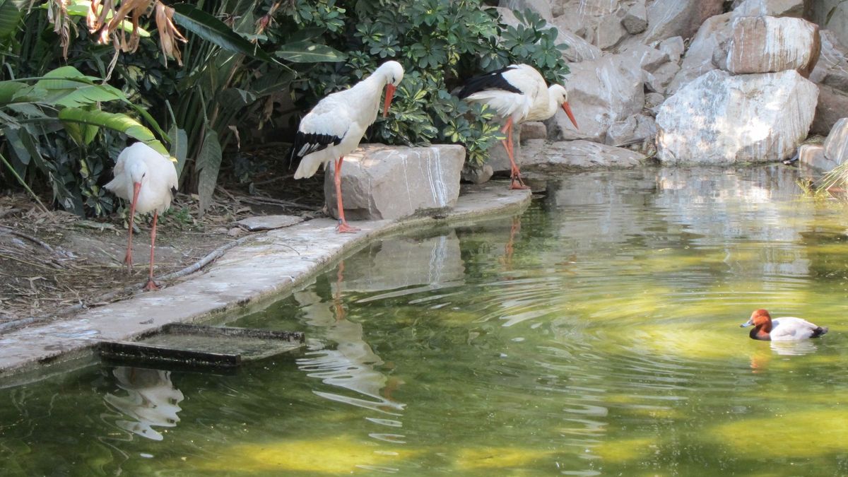 Pacma reclama "transparencia" sobre el brote de gripe aviar que obligó en junio a cerrar el Zoo de Córdoba Pacma reclama "transparencia" sobre el brote de gripe aviar que obligó en junio a cerrar el Zoo de Córdoba