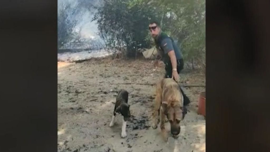 Rescatan a ocho caballos y dos perros en un incendio en Palomeque
